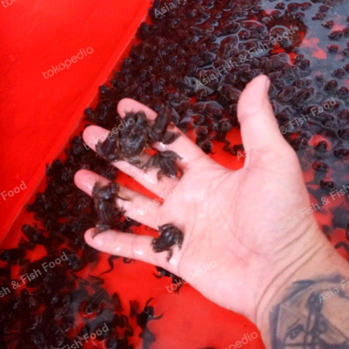 katak air kodok air bukan kodok sawah