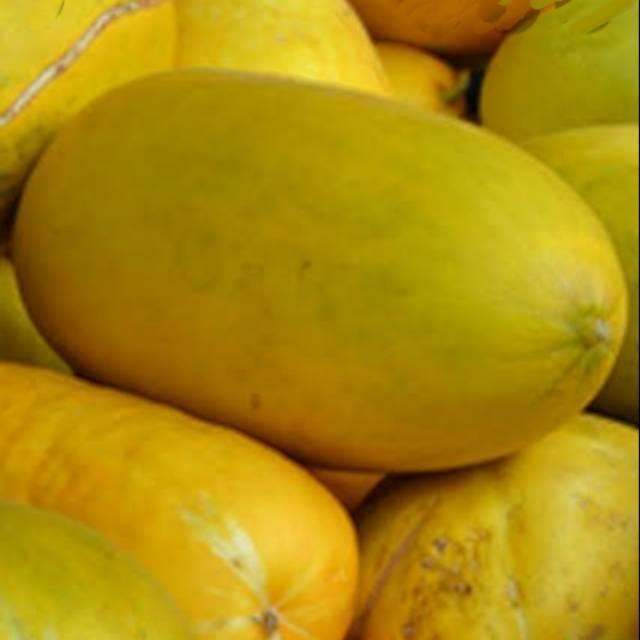 10 Butir Benih Timun Suri Timun Manis Mudah Tumbuh