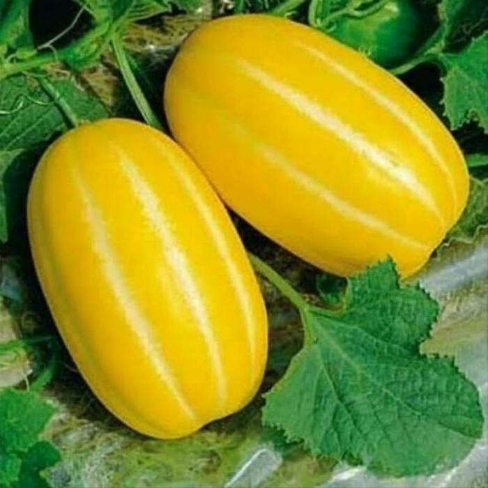 Sale Terlaris Om - Benih Melon Korea Berkualitas Kemasan Pabrik-Bibit Melon