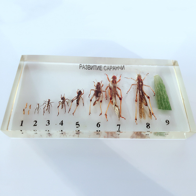 Olivcell Resin Insect Locust Bee Silkworm Butterfly Files Growth History Development Specimens Biolo
