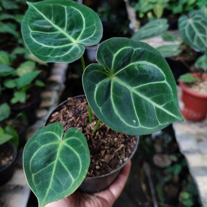 Anthurium Dorayaki x Hoffmanii