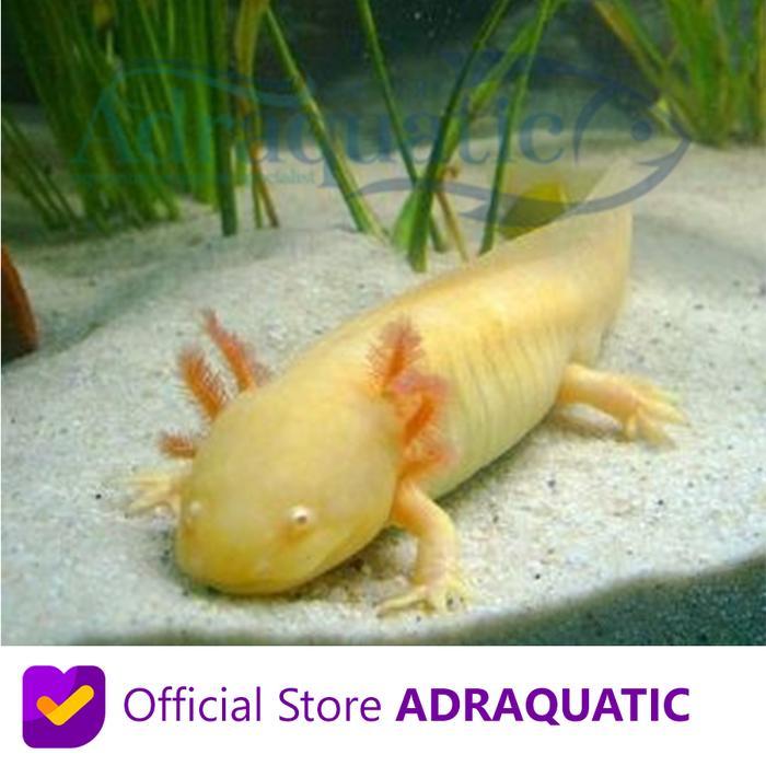 AXOLOTL GOLDEN GOLD DOGFISH SALAMANDER WALKING FISH AIR TAWAR
