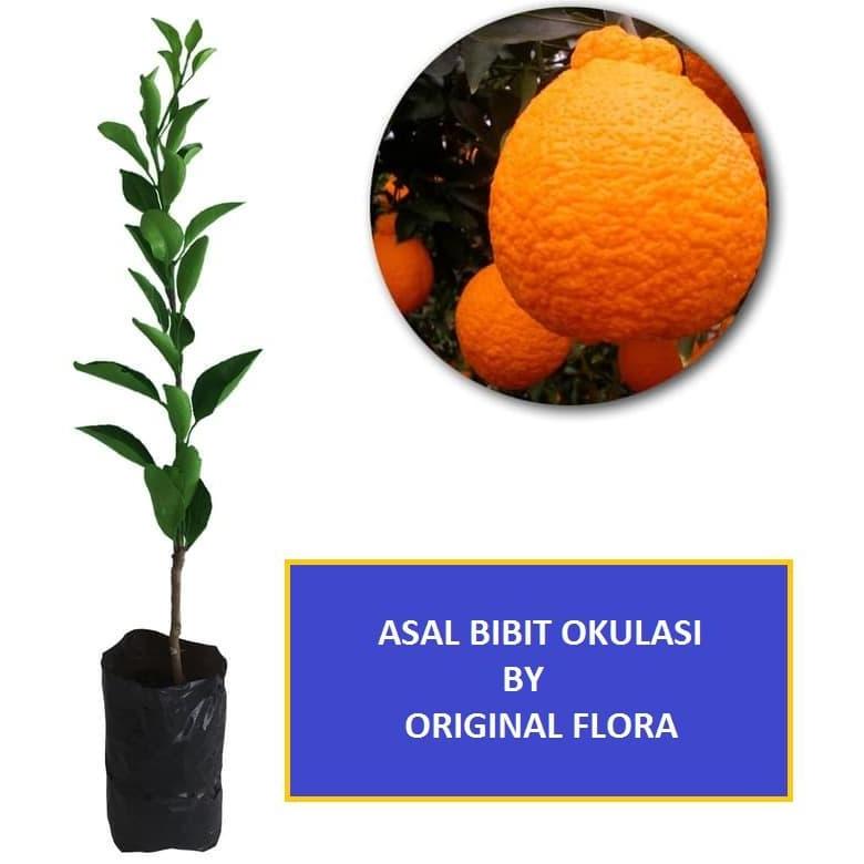 "New" Bibit Jeruk Dekopon Okulasi Poho Jeruk Buah Jeruk Dekopon