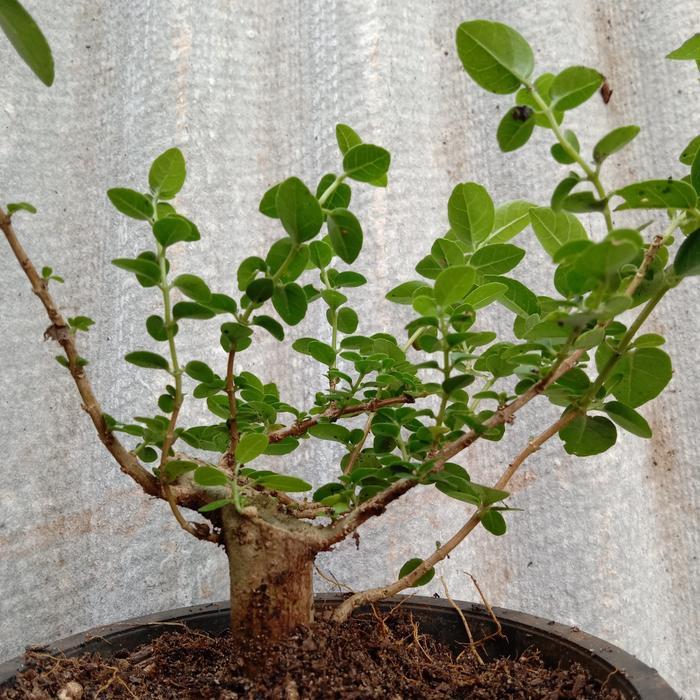 Stok Baru Bonsai Sancang mame / bonsai Sancang