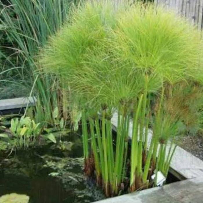 Tanaman hias papyrus Giant. tanaman papirus air