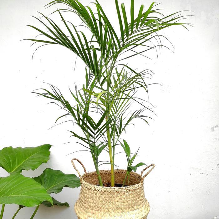 Palem Komodoria / Palem Bambu / Pohon Palm Komodoria