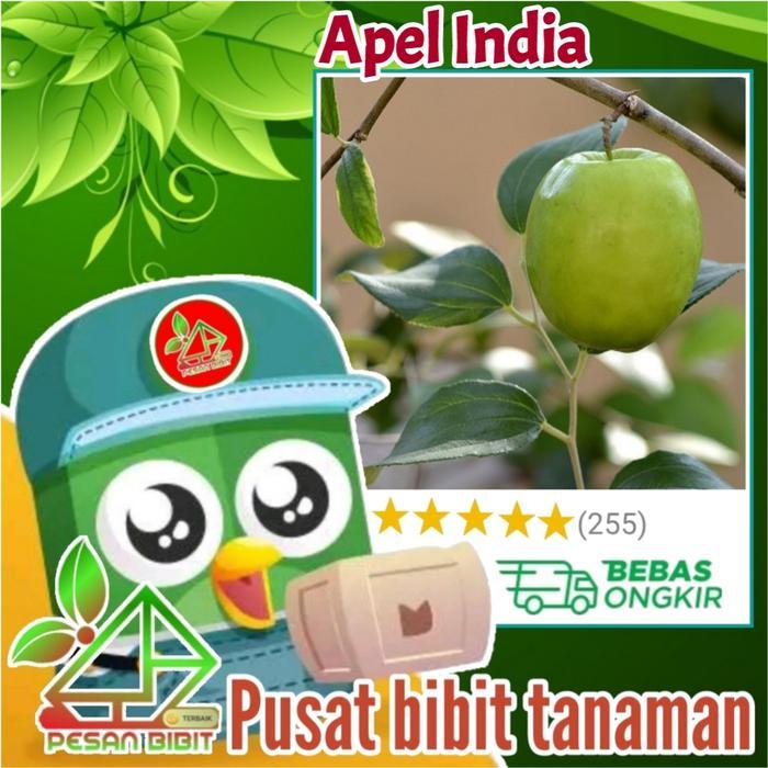 bibit tanaman buah apel putsa BIBIT APEL PUTSA apel india Terbaik