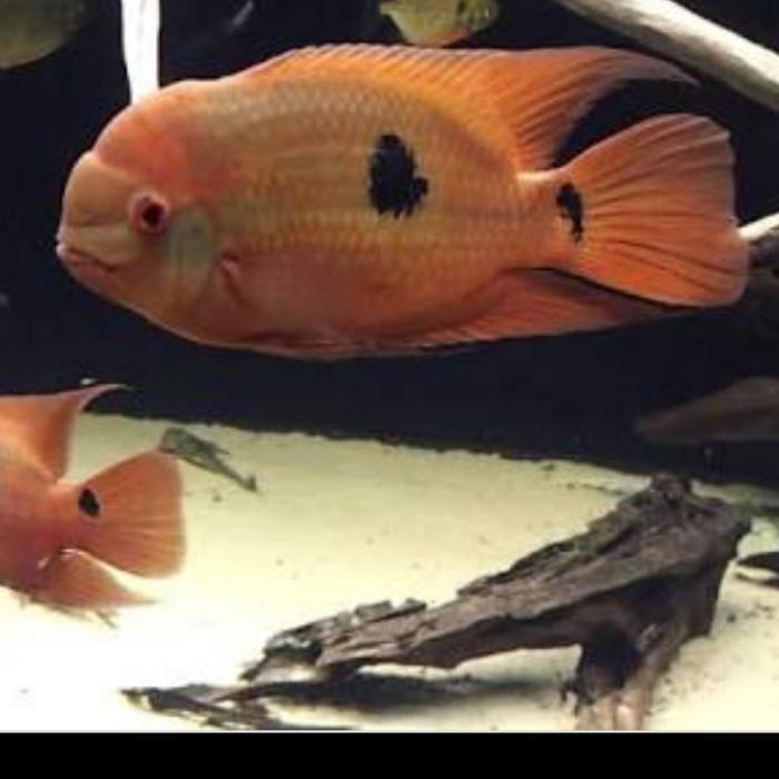 EMERALD CHOCOLATE CICHLID HYPSELECARA TEMPORALIS AMERICAN