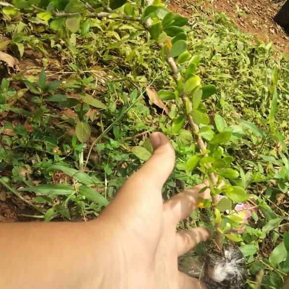 bibit saeng simbur bunga ungu lokal bahan bonsai