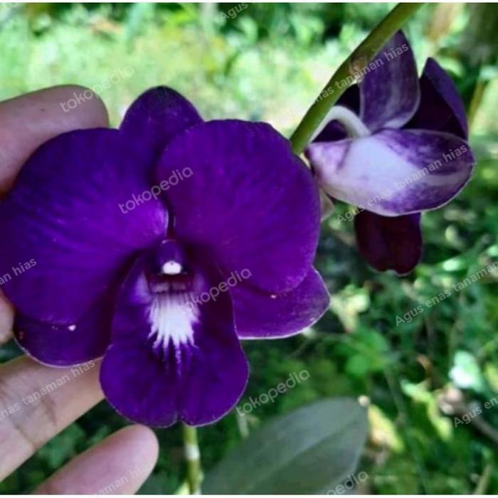 Anggrek Dendrobium Mored Blue Spike - Anggrek Dendrobium Spike