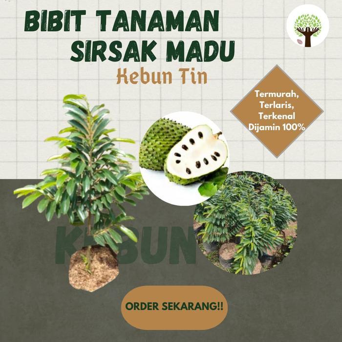 "New" Bibit Tanaman Buah Sirsak jumbo Pohon Sirsak Jumbo Bibit Sirsak Madu