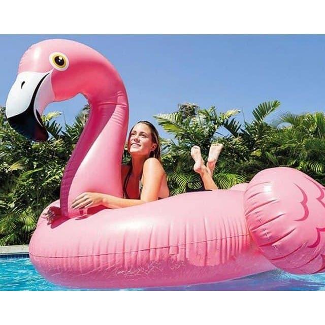 Ban Renang Angsa Pink dan Bebebk santai diKolam renang,pantai
