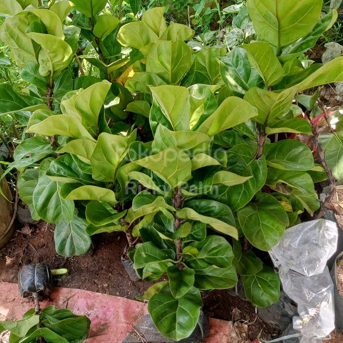 Stok Baru Ketapang Biola Mini