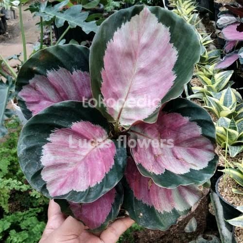 tanaman hias calathea pink rossy