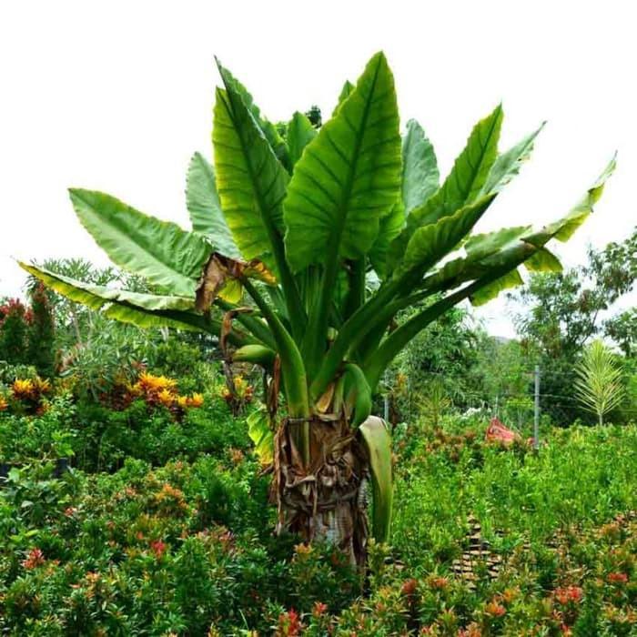 Terlaris Bibit tanaman Hias Pisang Amazon TERMURAH TAMBULAPOT