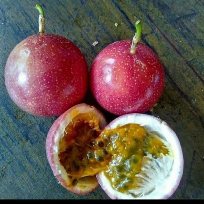 BIBIT MARKISA MERAH MANIS/ BIBIT TANAMAN BUAH MARKISA MERAH MANIS ASLI Terbaik