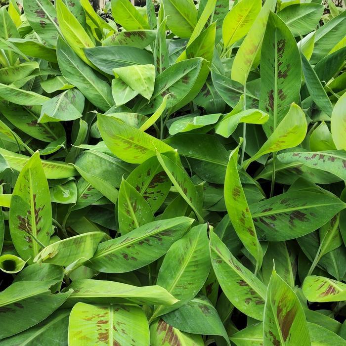 BIBIT KULTUR JARINGAN PISANG CAVENDISH CJ40