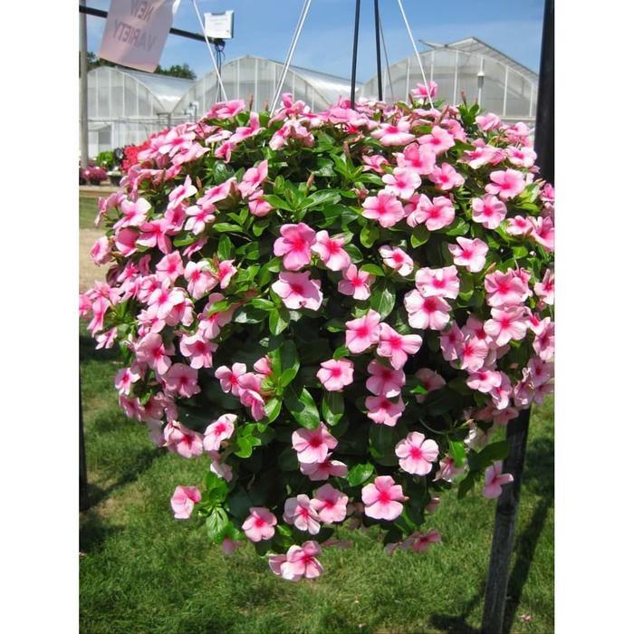 BIBIT BENIH BIJI BUNGA GANTUNG VINCA MIX WARNA TAPAK DARA MUDAH TUMBUH