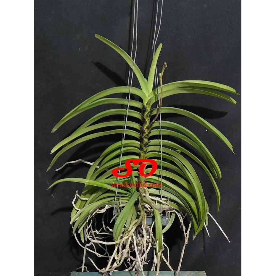 BERBUNGA Vanda Tessellata Hybrid