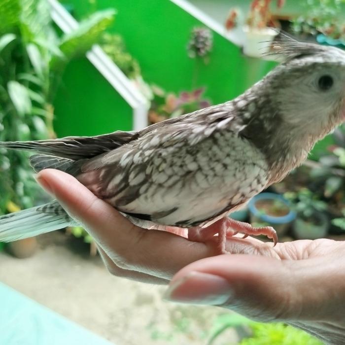 Anak Burung Falk Jinak Parkit Australia Lolohan Anakan Tbk