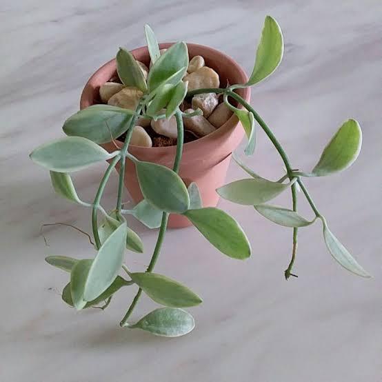 tanaman hias dischidia cascade varigata + pot