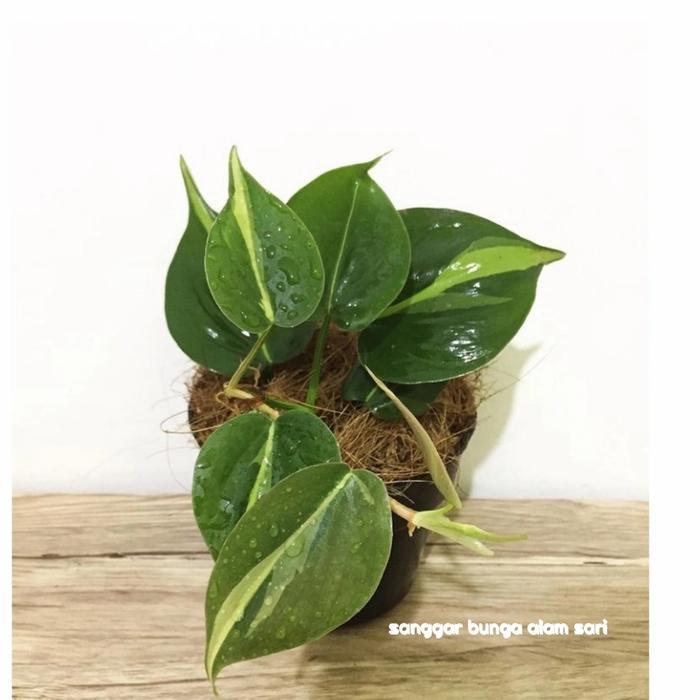 Tanaman Hias Philo Brazil / Tanaman Air + Pot