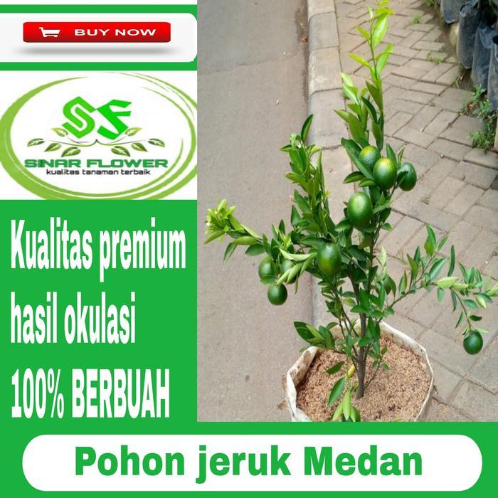 pohon jeruk manis medan/pohon buah jeruk/tanaman jeruk berbuah