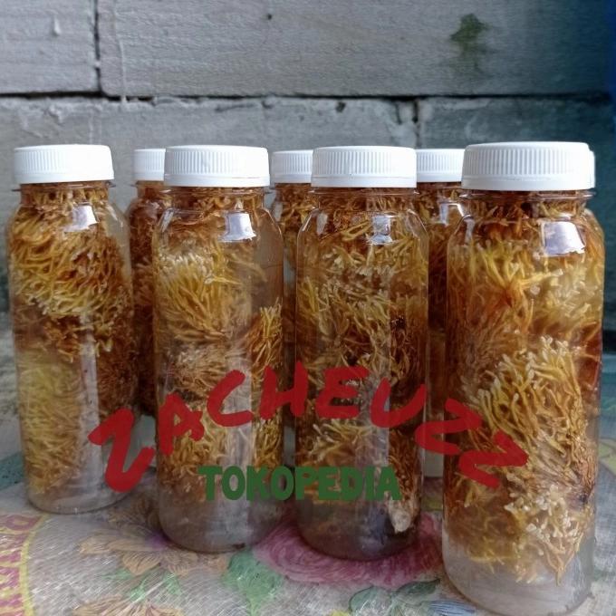 "New" spora bibit biang jamur JAKABA pupuk organik