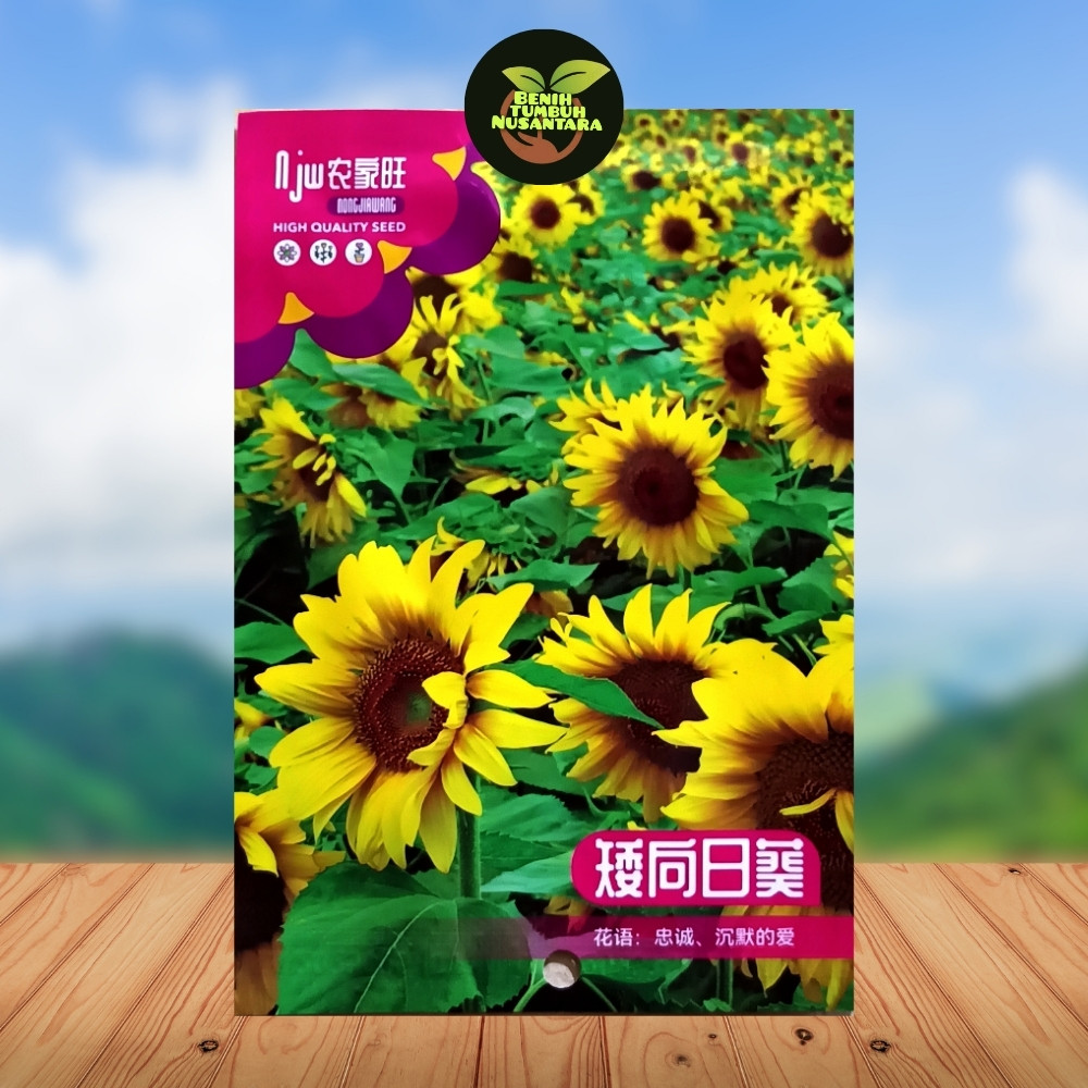 Kemasan Premium (-+30 Butir) Biji Benih Bunga Matahari Kerdil | Dwarf Sunflower Impor