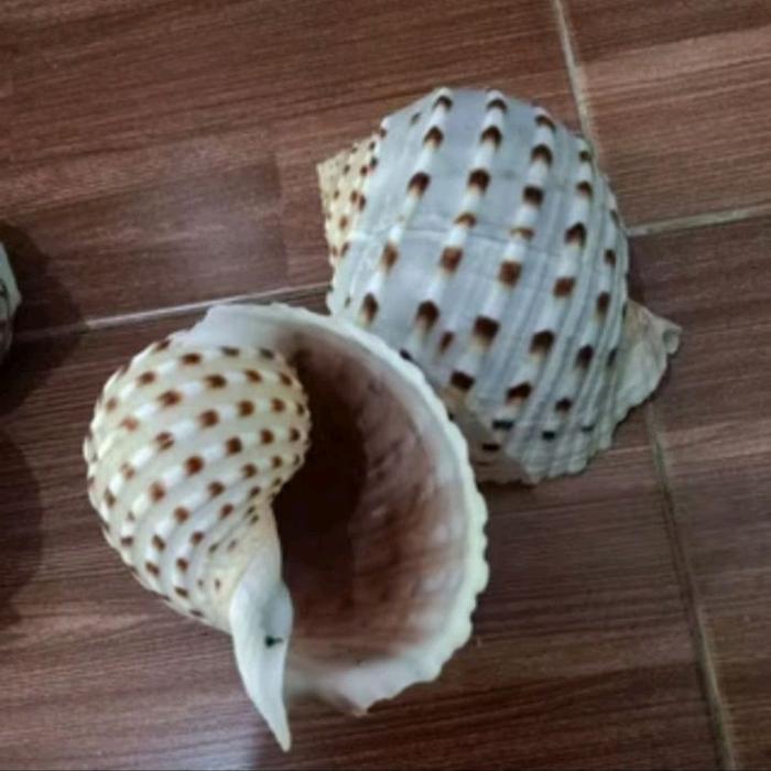 cangkang kerang/kelomang tona malcuta jumbo