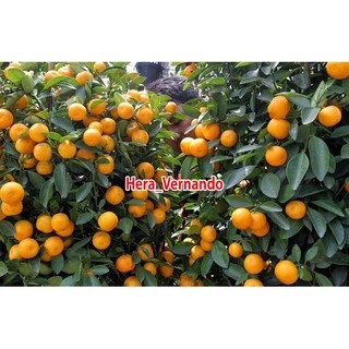 Bibit jeruk kimkit madu sudah berbuah super