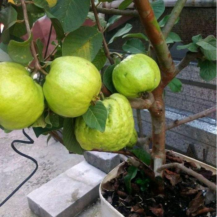 benih bibit tanaman jambu kristal putih tanpa biji