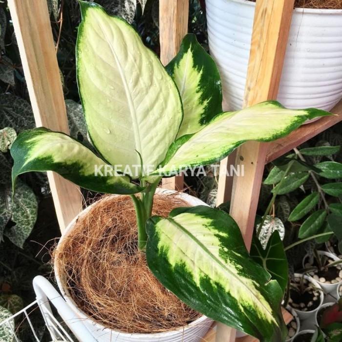 Najwa Gadget Paket Aglonema Tissue - Paket 4 Tanaman Aglonema Tissue