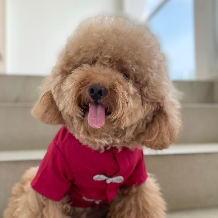 Baju Anjing Jantan Imlek Red Qipao Tbk