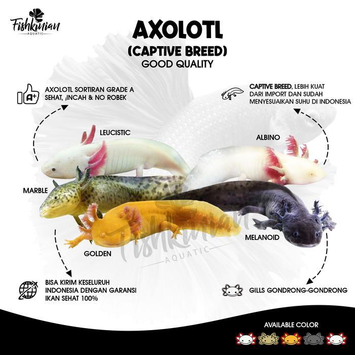 Axolotl Marble Leucistic Golden Melanoid Albino- Grade A Tbk