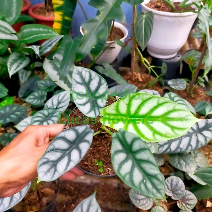 Tanaman hias alocasia dragon silver - alocasia tengkorak