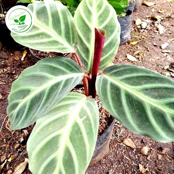 Tanaman Hias Calathea Zebrina - Calathea Zebrina