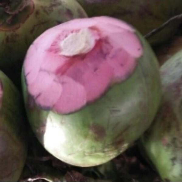 Terlaris Bibit Kelapa Wulung Hijau Termurah TAMBULAPOT