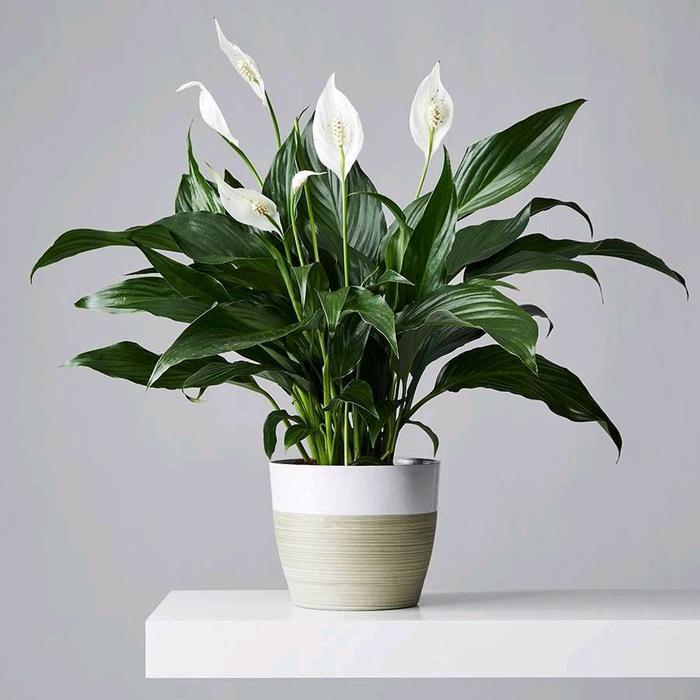 Tanaman Hias Peace Lily Spathifylum Indukan Besar Bunga Putih Tanaman Indoor Spatufillum Jumbo Peace