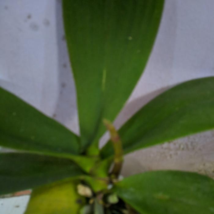 Tanaman hias anggrek bulan spike jumbo anggrek bulan spike