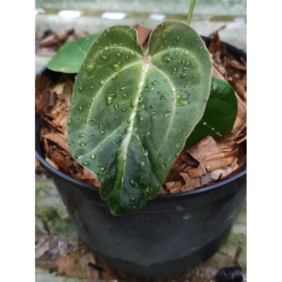 Tanaman hias kuping gajah dreslery x forgetii