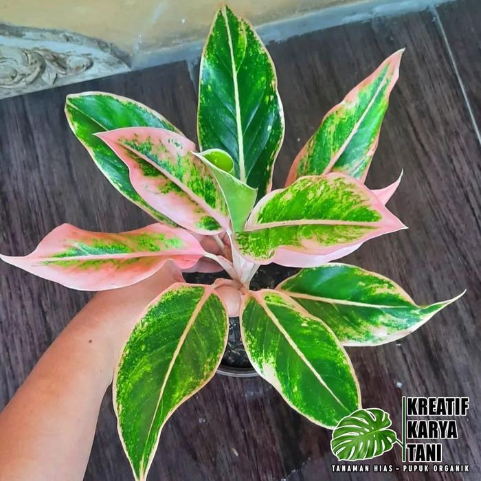 Tanaman hias aglonema lipstik puding - Aglonema lipstik puding Gratis Ongkir