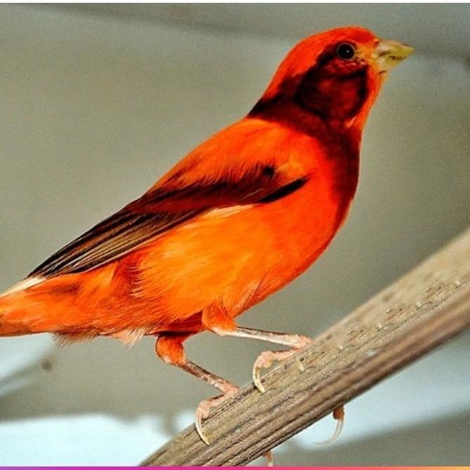 Versele Laga Prestige Canary 300 Gr Pakan Kenari Bijian Kenari