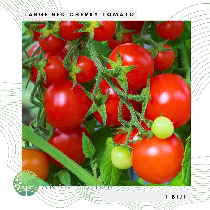 Growterra Farm LARGE RED CHERRY TOMATO / TOMAT CERI MERAH BESAR SEEDS - IMPORT