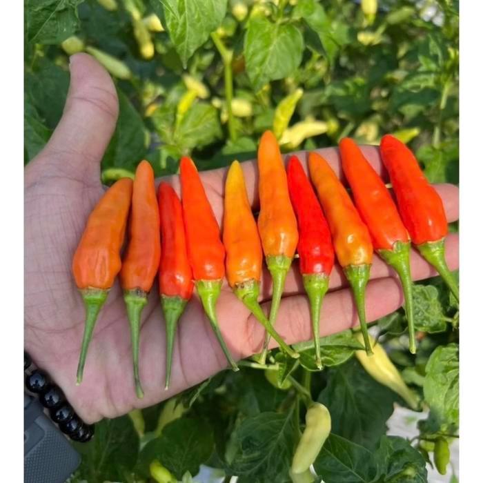 GARDEN" TRICO SNIPER 1KG FUNGISIDA HAYATI, BAKTERISIDA HAYATI, PUPUK HAYATI 3 IN 1 PENGENDALI