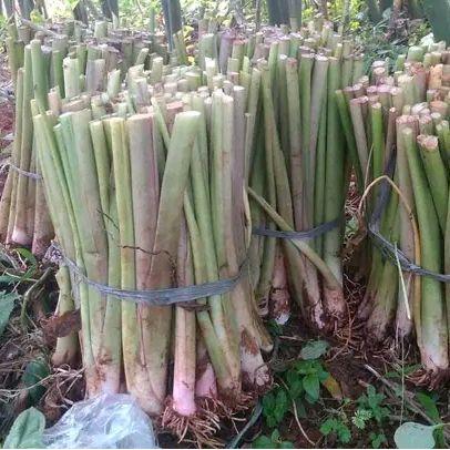 Bibit Talas Pratama 2, Talas Bogor (Isi 100 Bibit/ 1 Paket)