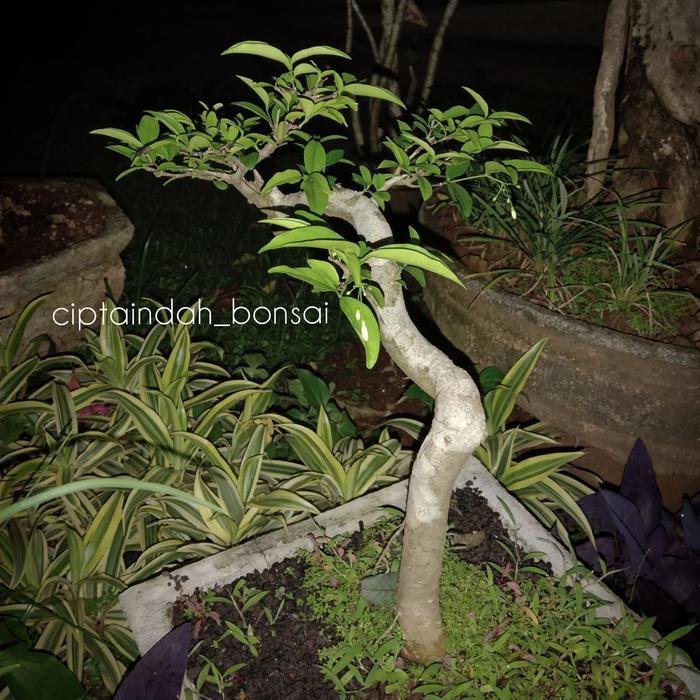 Bonsai anting putri mikro batang bahan bonsai mini tanaman bonsai
