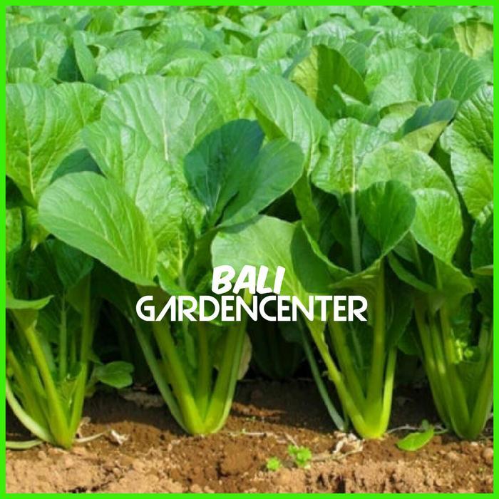 BENIH BIJI SAWI CAISIM - SAWI HIJAU UNGGUL