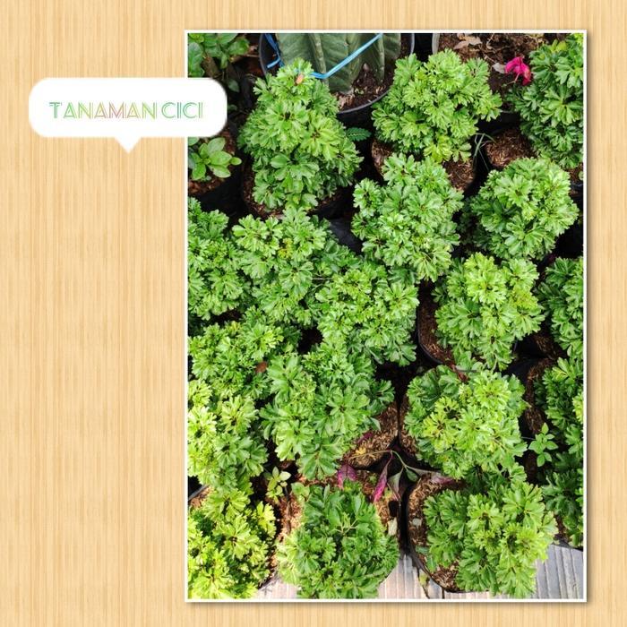 tanaman hias outdoor dongdong laut hijau on polibag