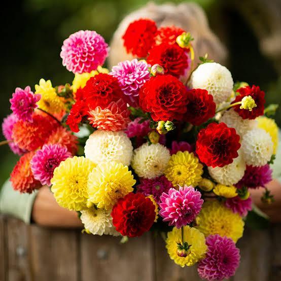 "New" Bibit Bunga Dahlia Unwins Dwarf Mix Bunga Musim Panas